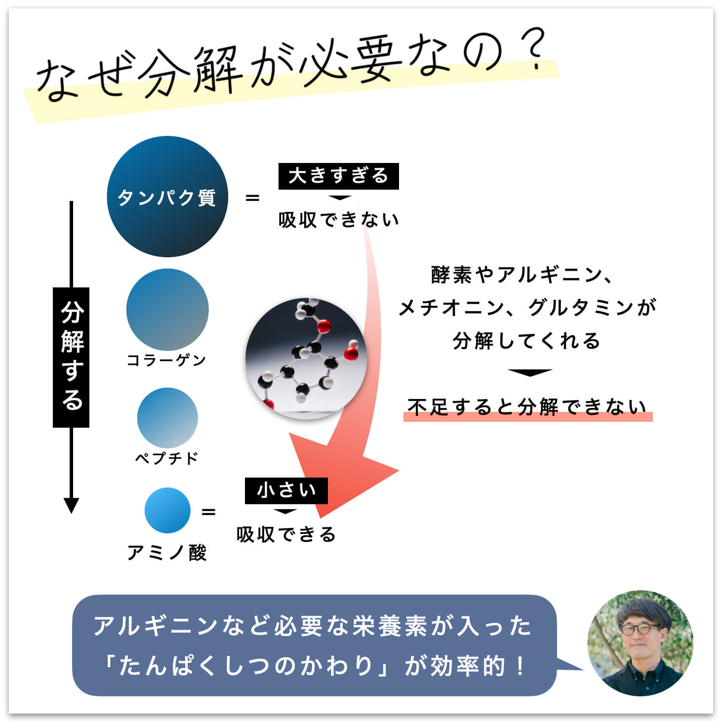 タンパク質は体の中でアミノ酸に分解される