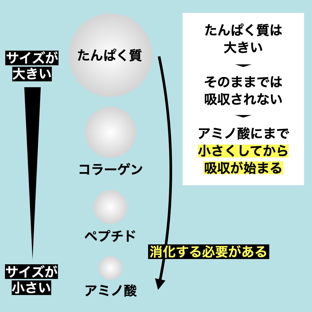 更年期専門店オアディスワンのサプリメント「たんぱくしつのかわり」にアミノ酸が含まれている理由を説明しているイメージ